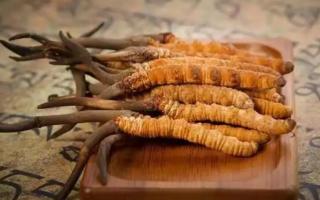 冬蟲(chóng)夏草是新的好還是陳的好，冬蟲(chóng)夏草是新鮮的好還是曬干的好