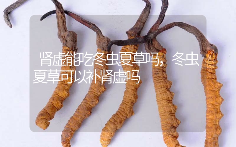 腎虛能吃冬蟲夏草嗎，冬蟲夏草可以補(bǔ)腎虛嗎？