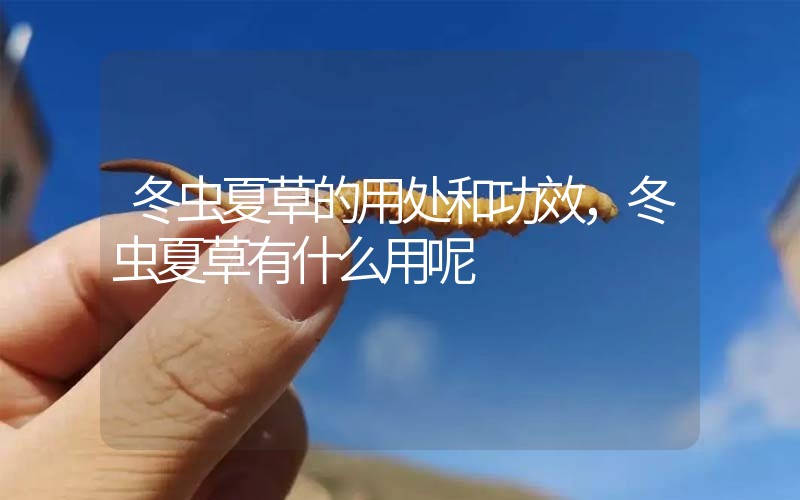 冬蟲(chóng)夏草的用處和用法，冬蟲(chóng)夏草有什么用呢