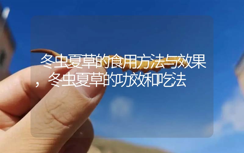 冬蟲夏草的食用方法與效果，冬蟲夏草的食用方法！