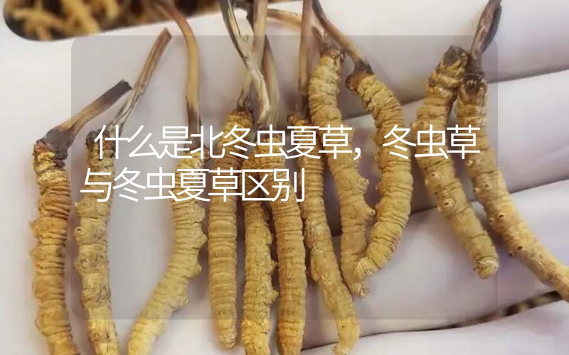 什么是北冬蟲(chóng)夏草，北冬蟲(chóng)草與冬蟲(chóng)夏草區(qū)別