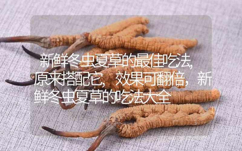 新鮮冬蟲夏草的最佳吃法,原來搭配它,效果可翻倍，新鮮冬蟲夏草的吃法大全