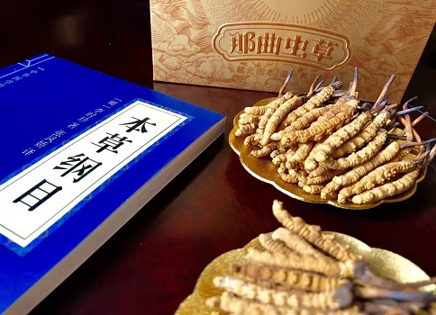 野生冬蟲夏草對身體調節(jié)的機制是什么呢