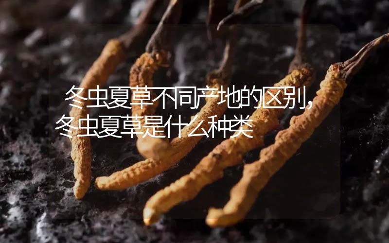 冬蟲夏草不同產(chǎn)地的區(qū)別，冬蟲夏草是什么種類