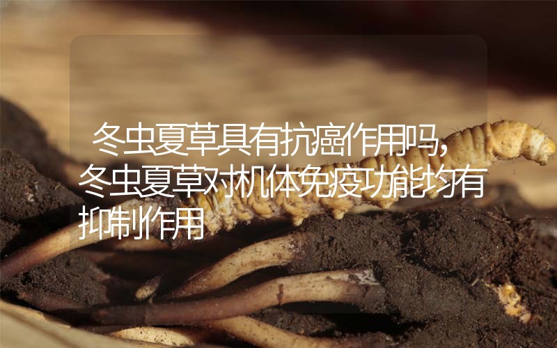 冬蟲(chóng)夏草具有抗癌作用嗎，冬蟲(chóng)夏草對(duì)機(jī)體免疫功能均有抑制作用