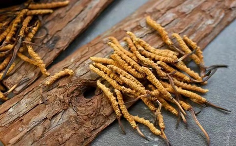 冬蟲(chóng)夏草多少錢一克，哪個(gè)地區(qū)的質(zhì)量比較可靠呢