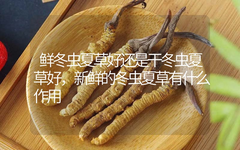 鮮冬蟲夏草好還是干冬蟲夏草好，新鮮的冬蟲夏草有什么作用