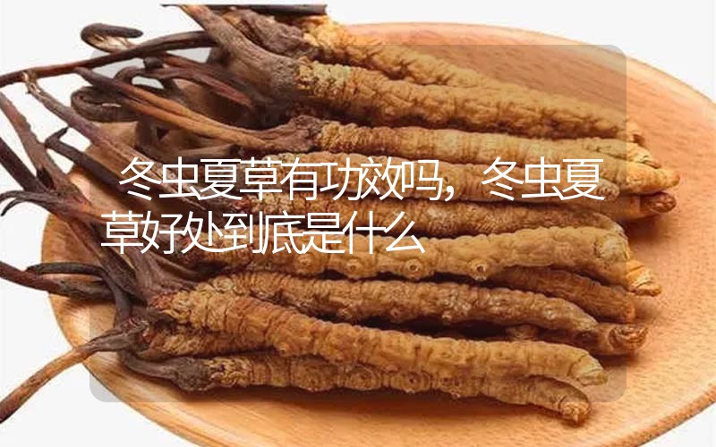 冬蟲夏草到底有什么神奇作用?冬蟲夏草好處到底有哪些?