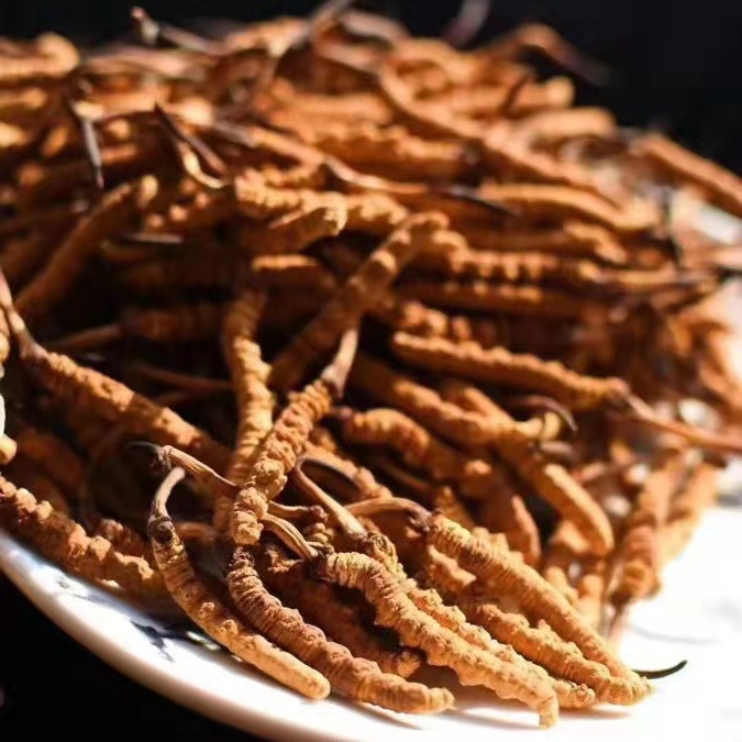 冬蟲(chóng)夏草為什么這么貴呢？有便宜的能買(mǎi)嗎
