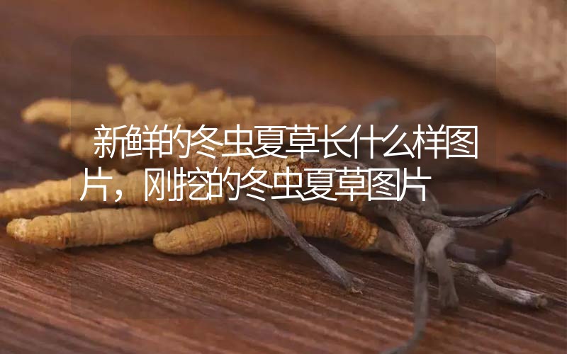新鮮的冬蟲夏草長(zhǎng)什么樣圖片，剛挖的冬蟲夏草圖片