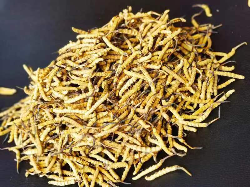 冬蟲夏草哪幾種食用方法比較好呢？推薦幾種參考