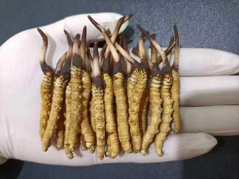 西藏那曲的冬蟲夏草多少錢一克呢？如何判斷真假