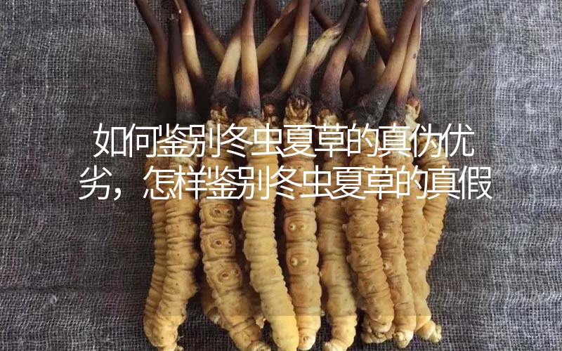 如何鑒別冬蟲夏草的真?zhèn)蝺?yōu)劣，怎樣鑒別冬蟲夏草的真假