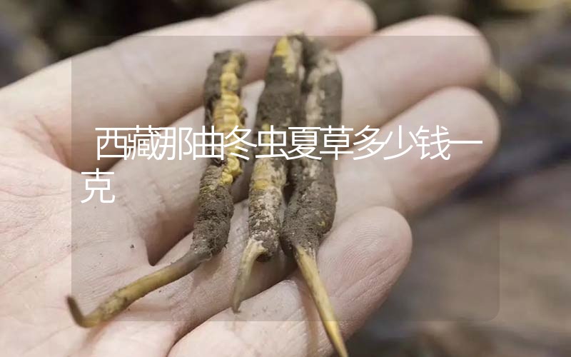 西藏那曲冬蟲夏草多少錢一克？