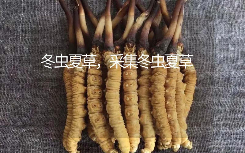 冬蟲(chóng)夏草采挖時(shí)間，什么時(shí)候采集冬蟲(chóng)夏草