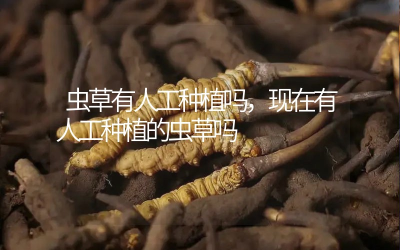 蟲草有人工種植嗎,現(xiàn)在有人工種植的蟲草嗎