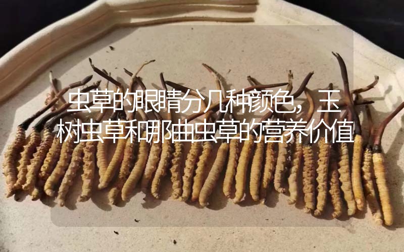 蟲(chóng)草的眼睛分幾種顏色，玉樹(shù)蟲(chóng)草和那曲蟲(chóng)草的營(yíng)養(yǎng)價(jià)值