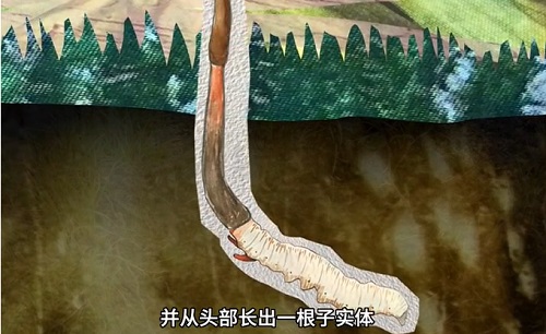 冬蟲夏草到底是蟲還是草？你猜到了嗎？
