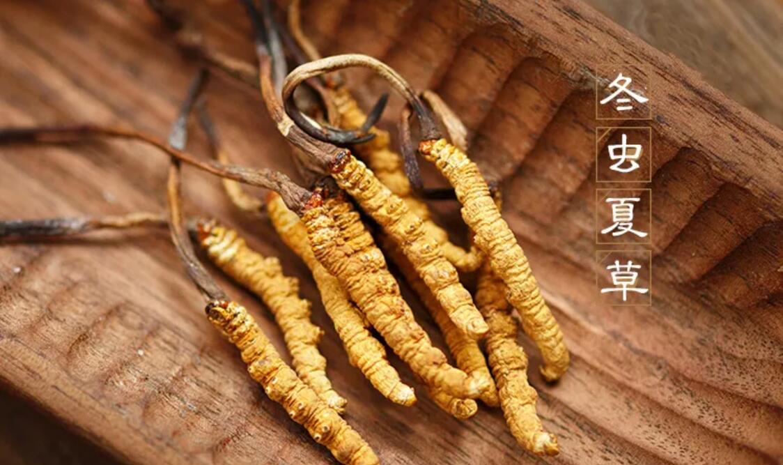 冬蟲(chóng)夏草有什么藥用價(jià)值？冬蟲(chóng)夏草作用與效果