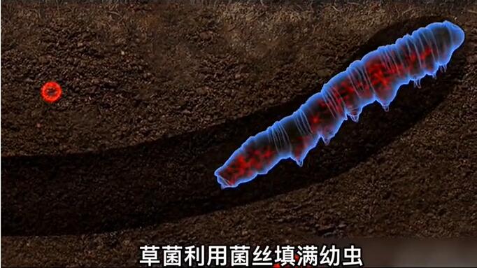 神奇的冬蟲夏草為什么能從蟲子變成草？它到底是怎么形成的呢？