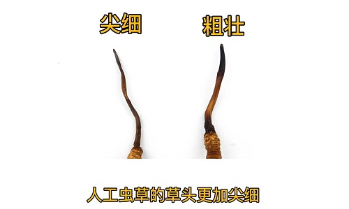 人工蟲草和野生蟲草如何分辨？人工冬蟲夏草怎么鑒別
