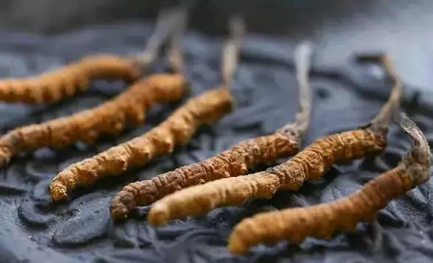 頭期冬蟲夏草、中期蟲草和末期蟲草，應(yīng)該如何選擇？