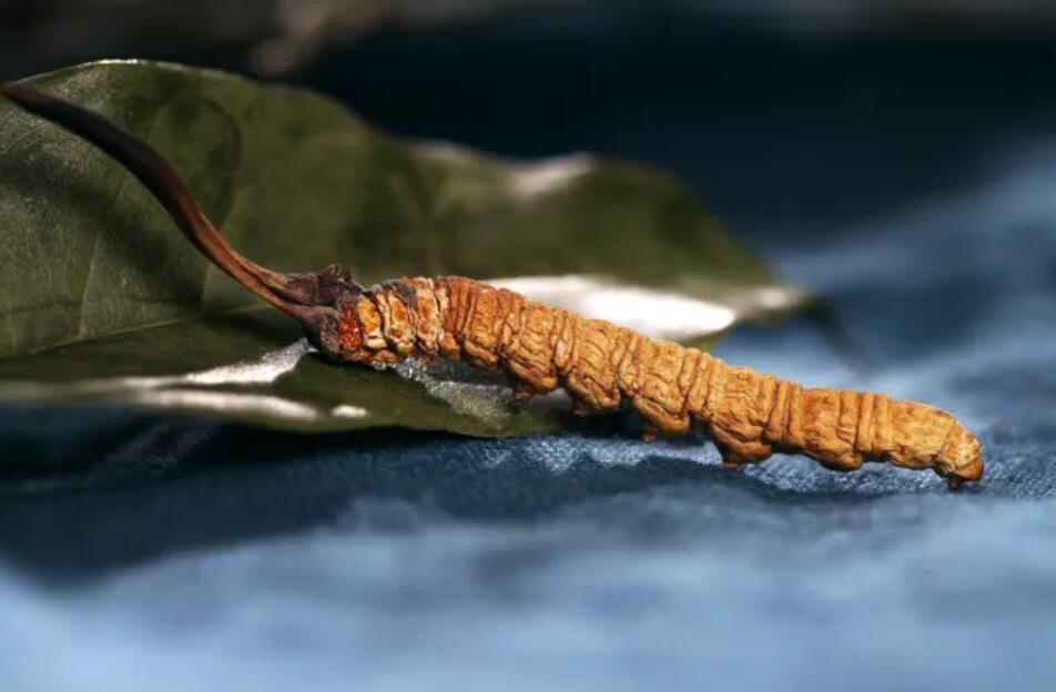 冬蟲夏草的由來，冬蟲夏草是怎么形成的？