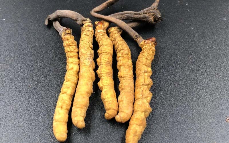 影響冬蟲夏草的價(jià)格因素有哪些？