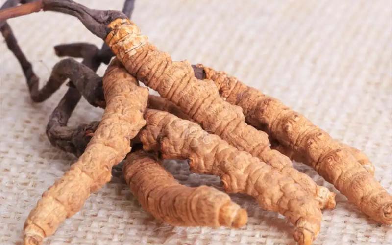 感冒能吃冬蟲夏草嗎?(感冒了怎么服用蟲草？)