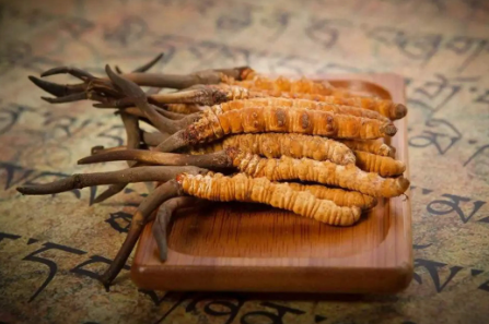 蟲草就是冬蟲夏草嗎？有多少人被假蟲草忽悠