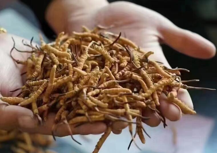 新鮮冬蟲夏草怎么洗最好？新鮮冬蟲夏草怎么清洗？