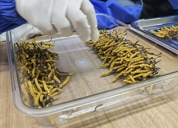 冬蟲(chóng)夏草