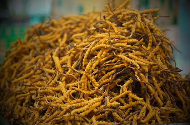 冬蟲夏草的產(chǎn)量為何一年不如一年呢？