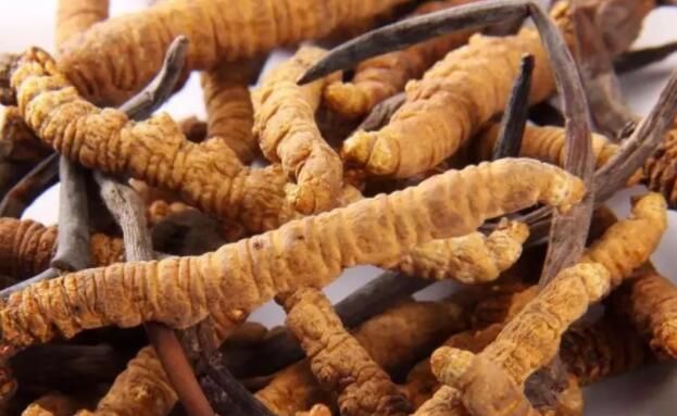 <a href=http://www.dxpav.com/chifa/ target=_blank class=infotextkey>冬蟲夏草的吃法</a>