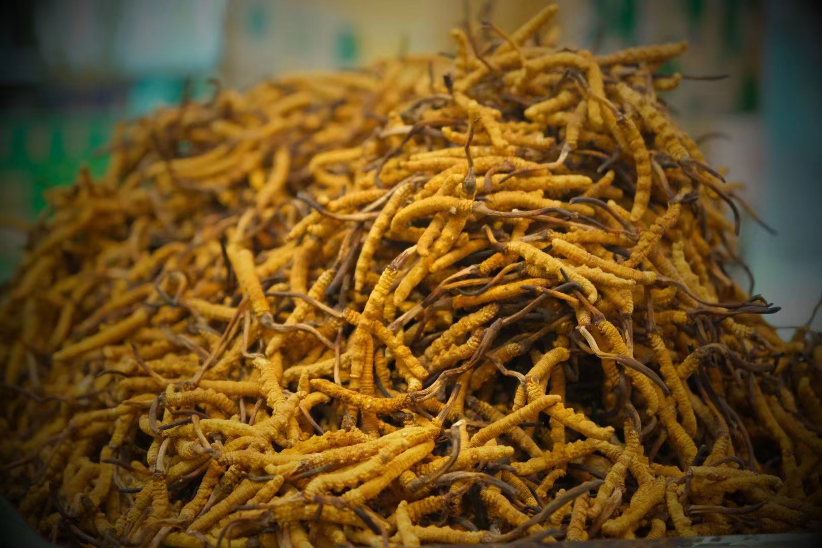 選購(gòu)冬蟲夏草時(shí)的三大誤區(qū)