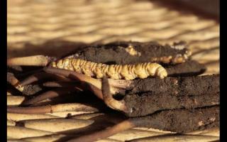 冬蟲夏草“冬補(bǔ)三九,夏補(bǔ)三伏”