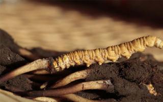 冬蟲夏草名字百科：冬蟲草、蟲草、夏草冬蟲、牙扎更布