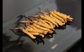 不合格的冬蟲夏草有哪些？