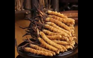 新鮮的冬蟲夏草可以生吃嗎？