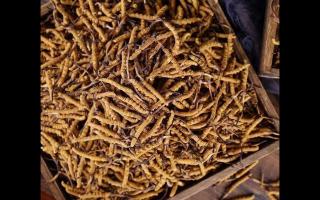 了解一下：冬蟲夏草的產(chǎn)地和采摘方式！