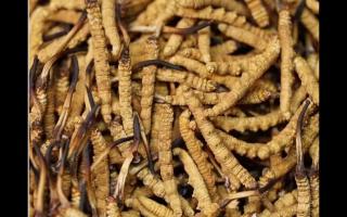 冬蟲(chóng)夏草的大小顏色和蟲(chóng)草品質(zhì)的關(guān)系!