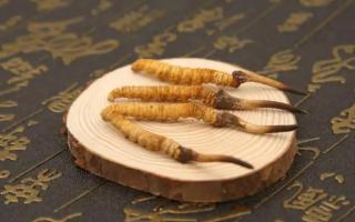 新鮮的冬蟲夏草可以存放多長時間?
