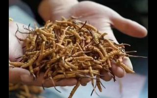新鮮冬蟲夏草怎么保存，謹(jǐn)記五要素！