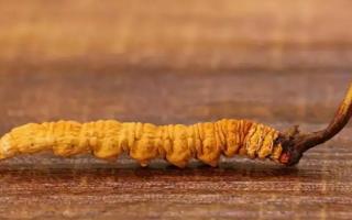 冬蟲夏草的大小眼色和蟲草品質(zhì)的關(guān)系！