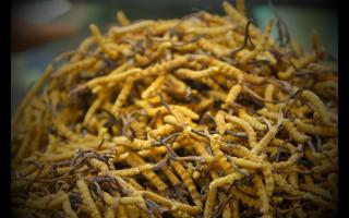 冬蟲夏草采挖后的處理及貯存方法！