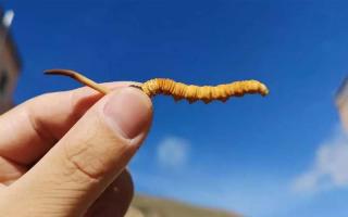 冬蟲(chóng)夏草是如何去分辨等級(jí)的？