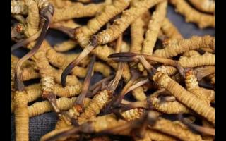 凍干的冬蟲(chóng)夏草品質(zhì)如何！與新鮮的相比如何？