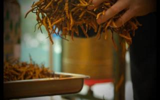 冬蟲夏草的產(chǎn)地規(guī)格不同，對價格有何影響？