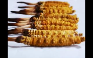 冬蟲夏草里為何會有斷草、牙簽草、癟草之類的！