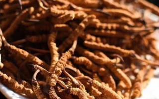 純正冬蟲(chóng)夏草的細(xì)節(jié)之處!